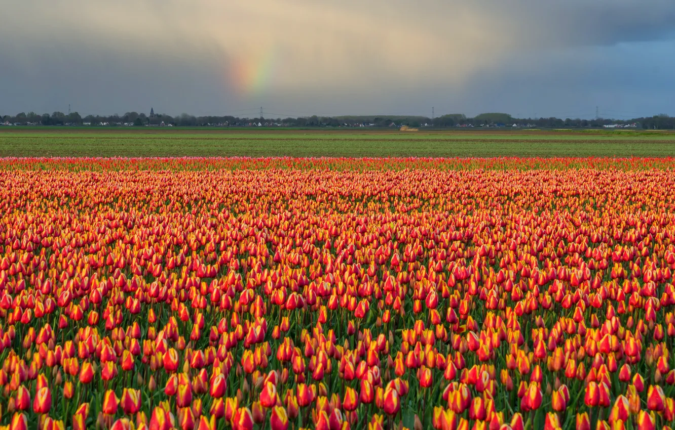 Фото обои поле, небо, цветы, тучи, радуга, весна, после дождя, тюльпаны