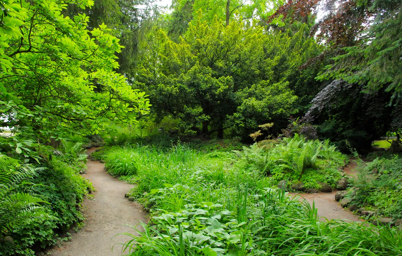 Фото обои trees, park, alley