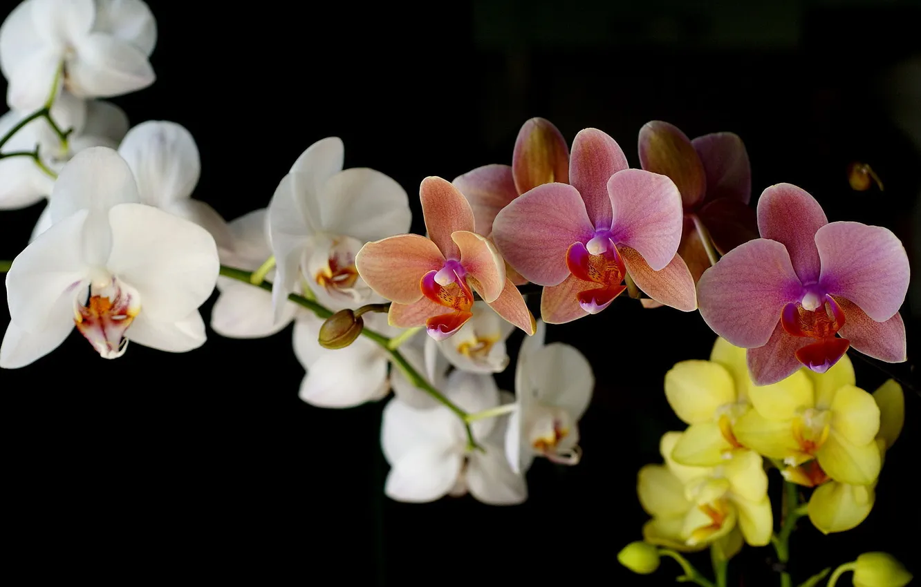 Фото обои цветок, цветы, природа, букет, нежные, орхидеи, красивые, орхидея