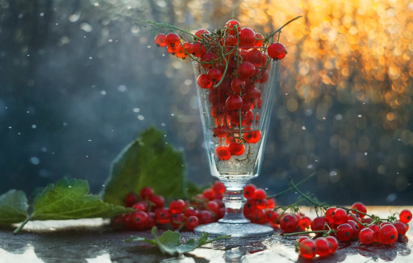 Фото обои стакан, ягоды, красная, смородина