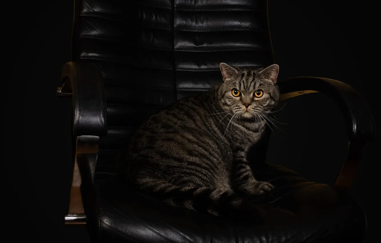 Фото обои кошка, кот, взгляд, поза, темный фон, серый, кресло, кожа