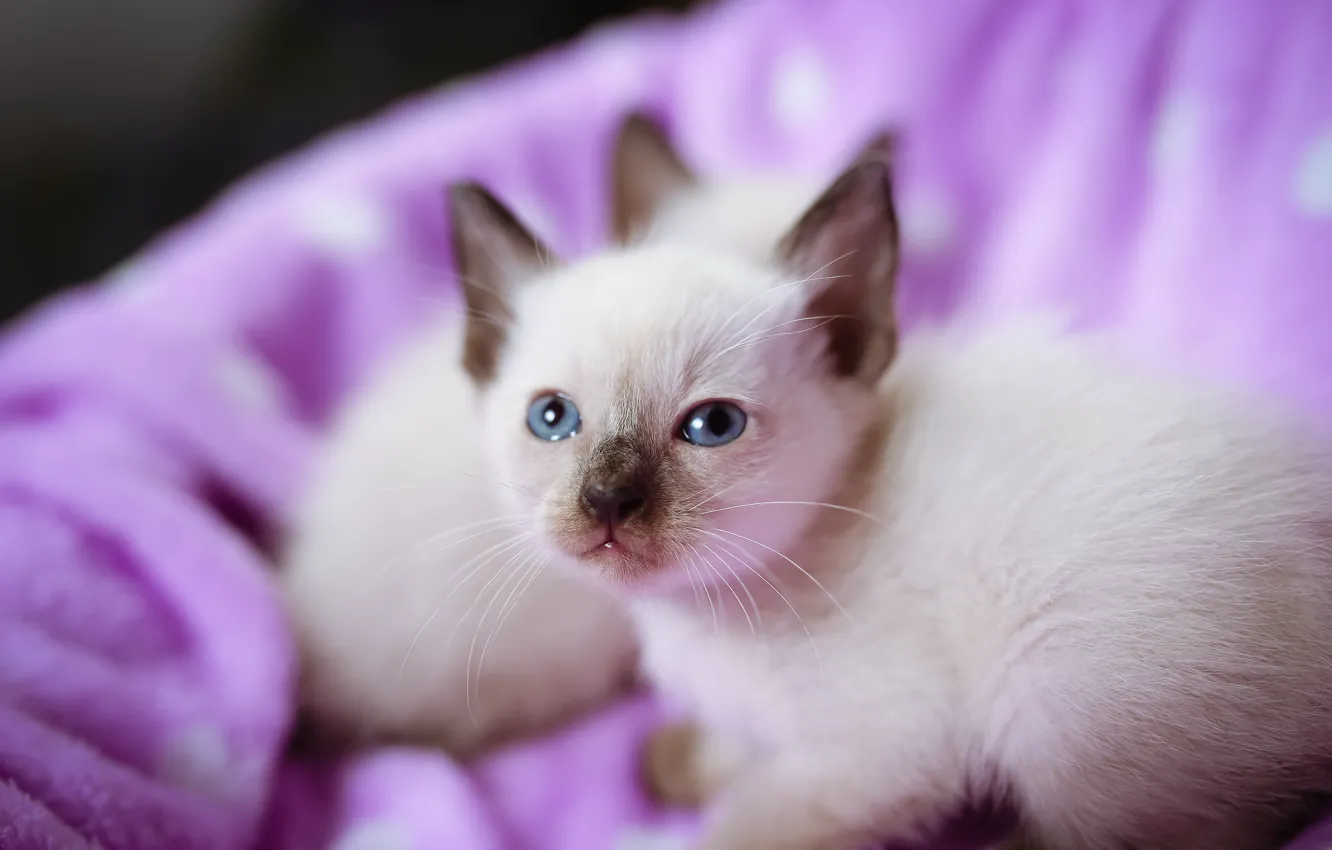 Фото обои котята, котёнок, голубые глаза