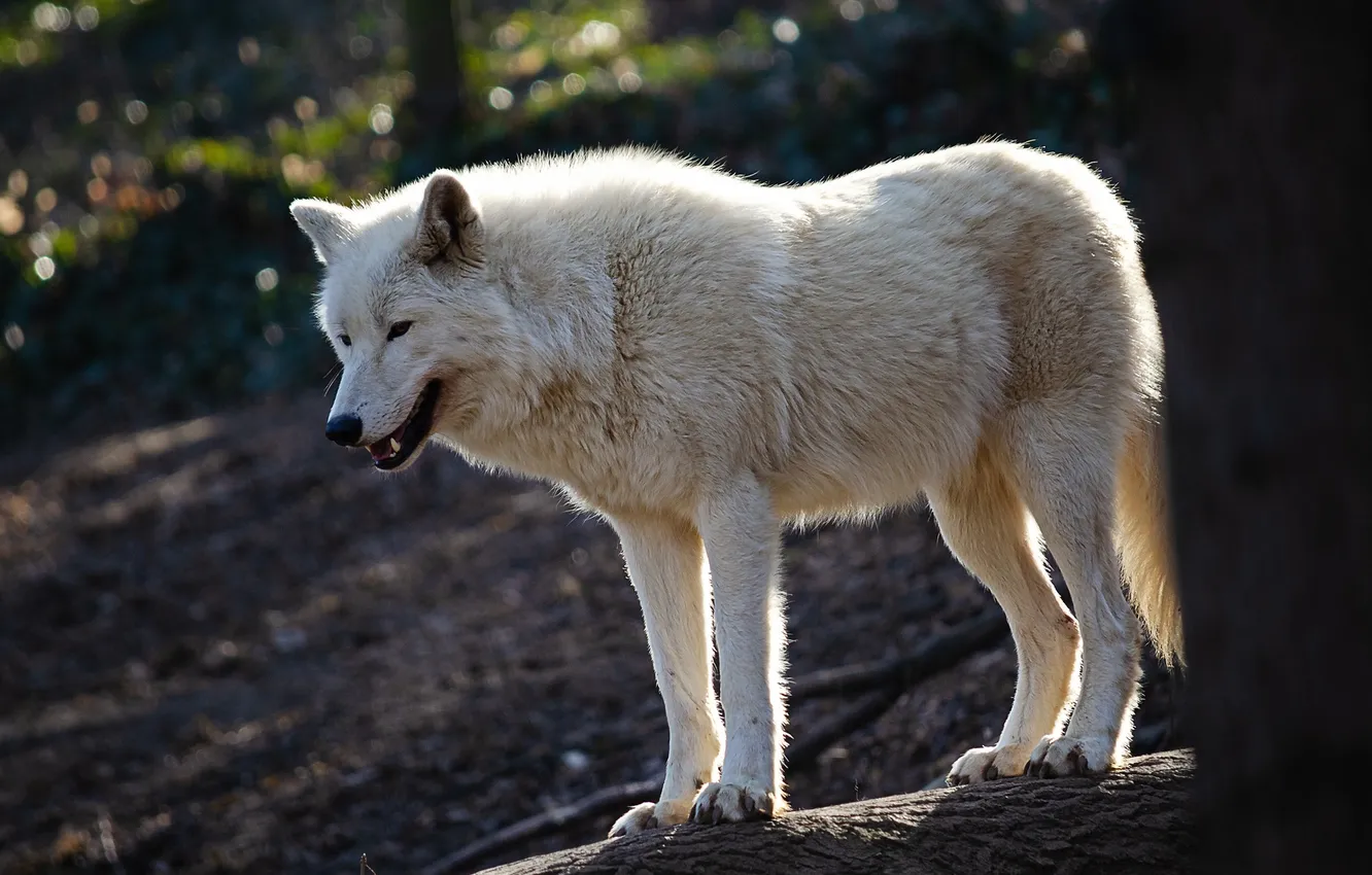 Фото обои nature, snow, predator, face, animal, wolf, wildlife, portrait