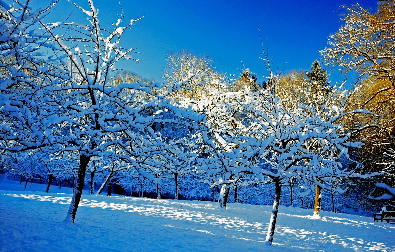 Фото обои зима, небо, снег, деревья, сад