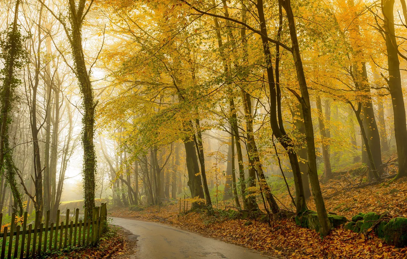 Фото обои дорога, осень, лес, фото