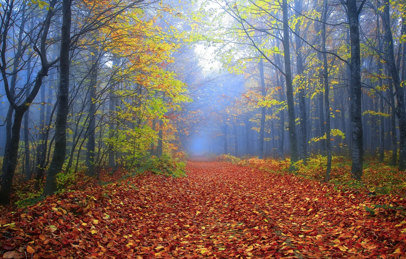 Фото обои дорога, осень, лес, деревья, ветки, туман, парк, ветви