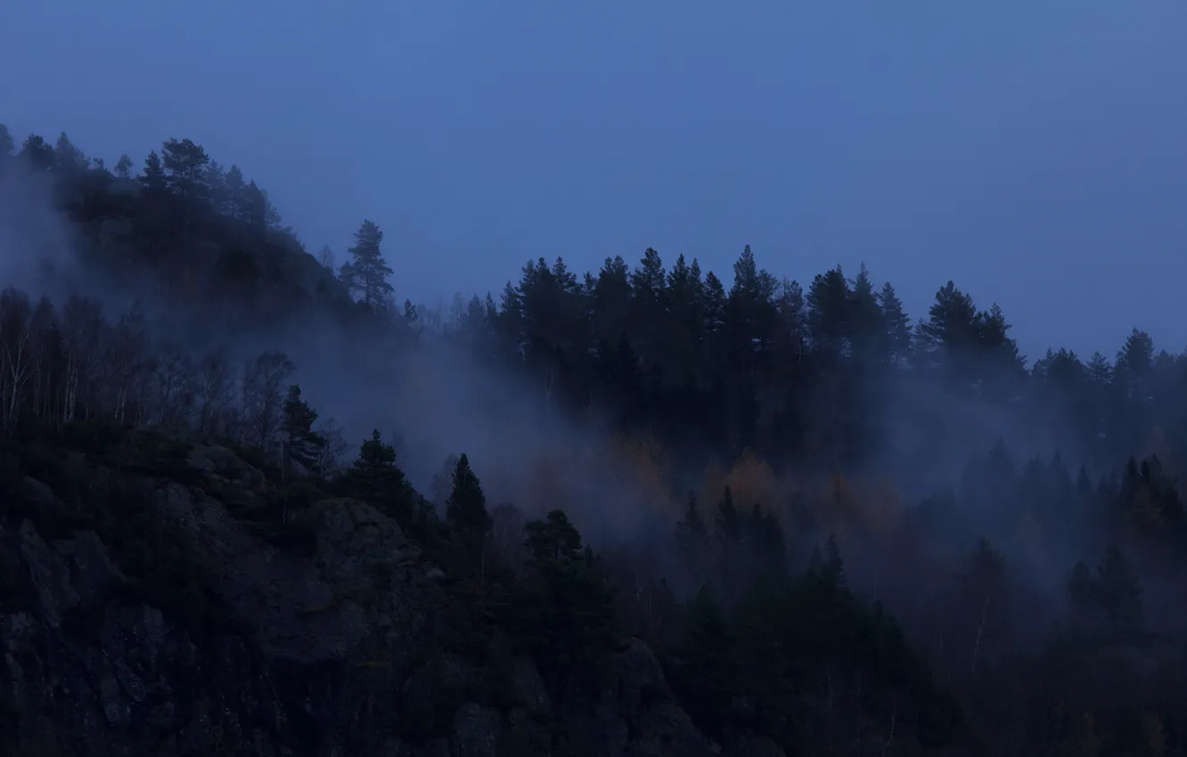 Фото обои лес, небо, деревья, природа, туман, Норвегия, сумерки, Norway