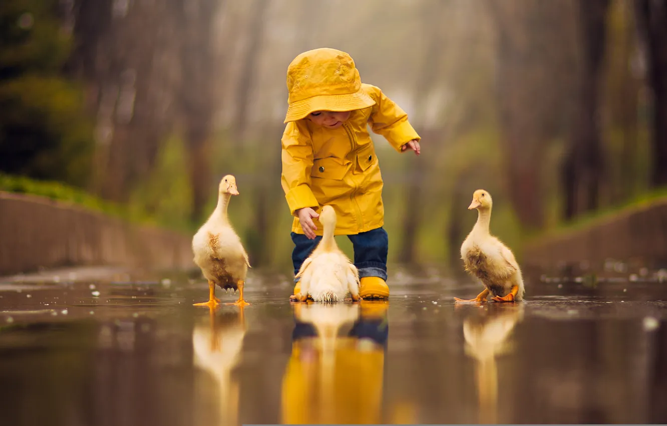 Фото обои вода, птицы, отражение, лужа, малыш, ребёнок, птенцы, гусята