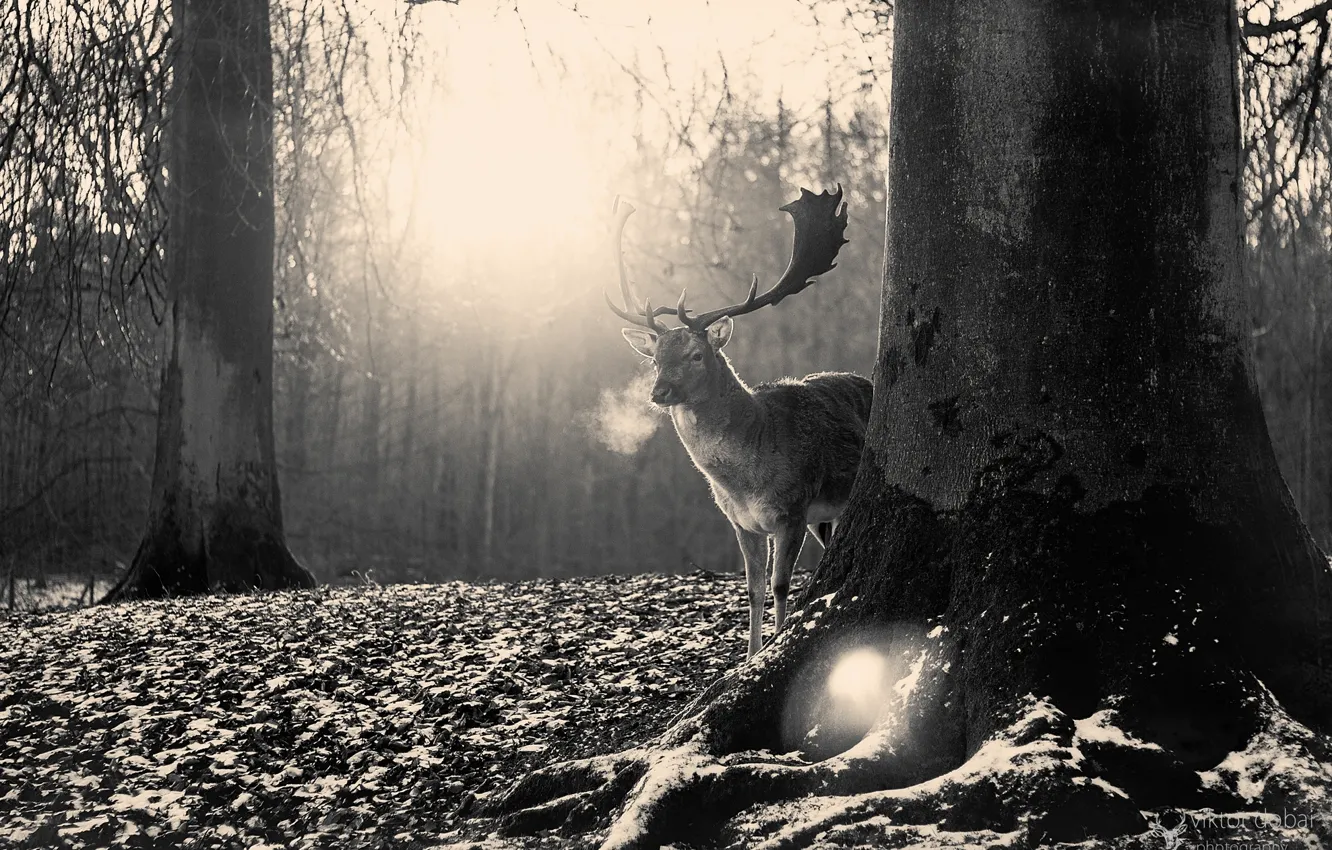 Фото обои лес, природа, олень, рога, черно-белые