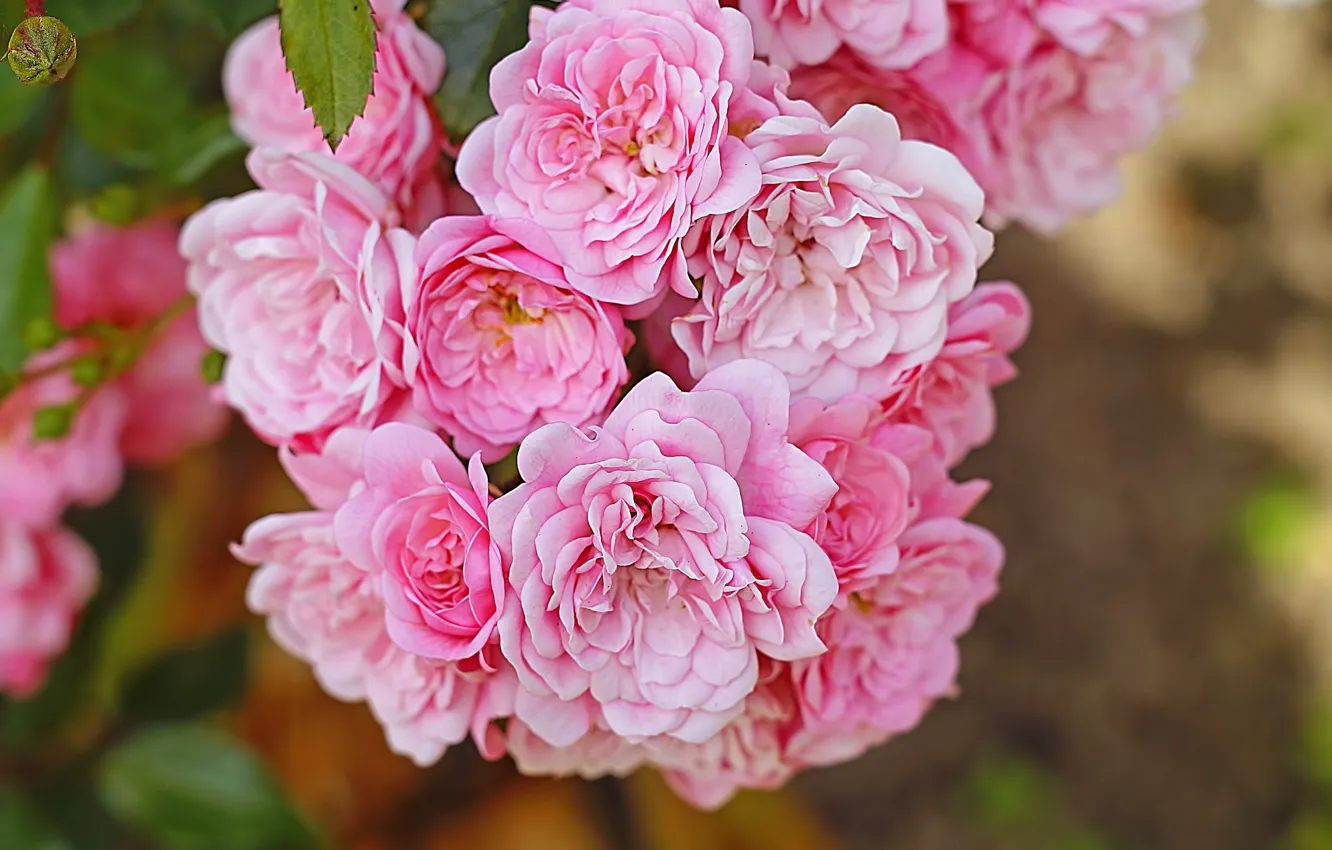 Фото обои розовый, розы, гроздь