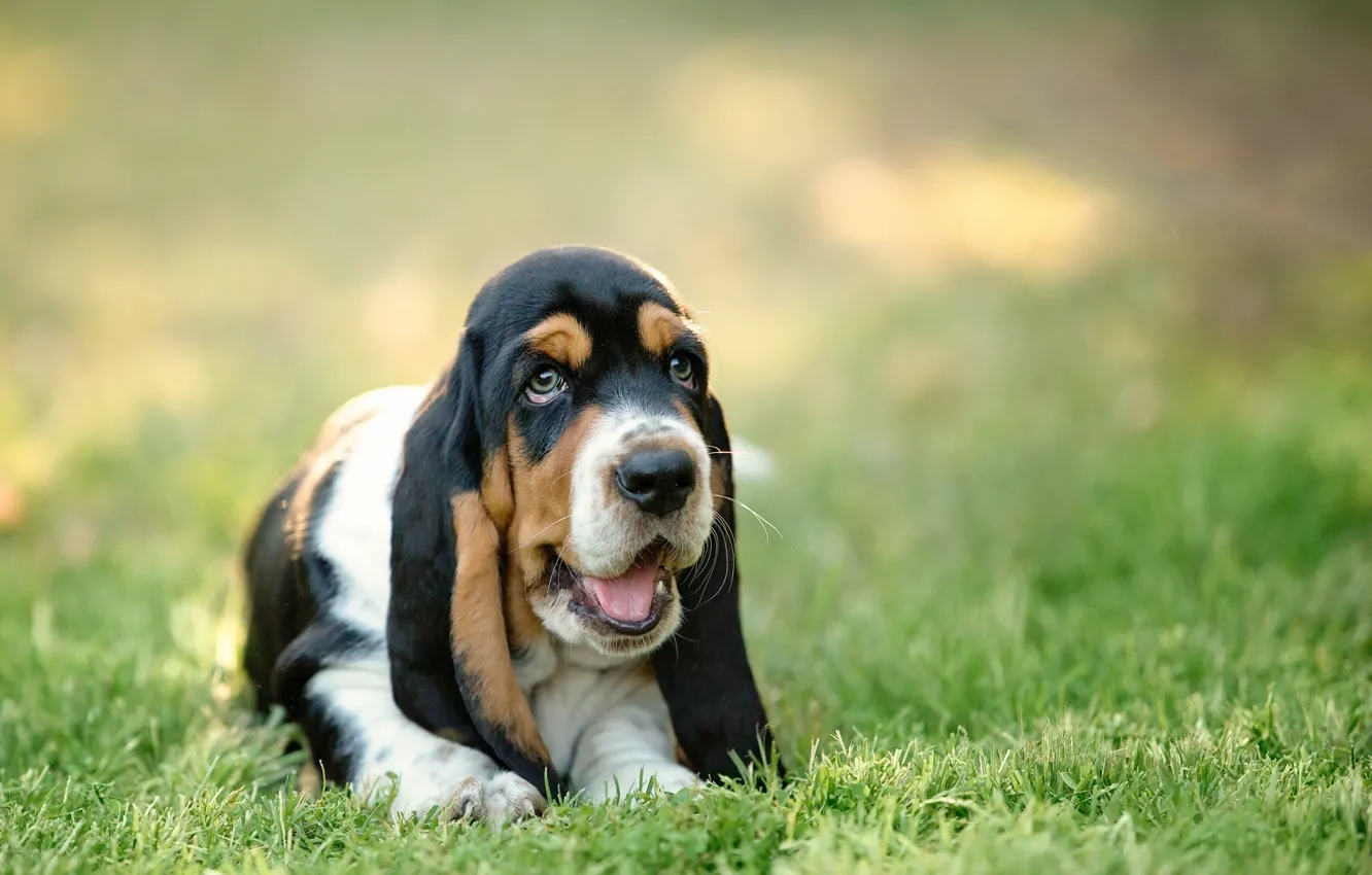 Фото обои взгляд, друг, собака, basset