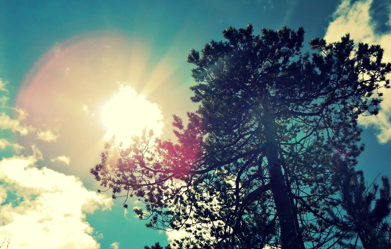 Фото обои лето, небо, солнце, голубое, сосна, дерево., 2014, Ноябрьск