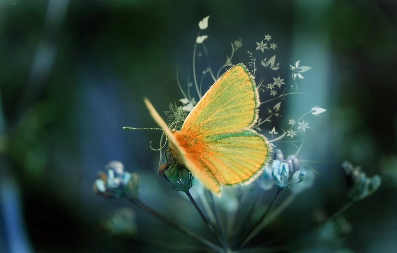 Фото обои цветок, веточка, бабочка, крылья, лапки, орнамент
