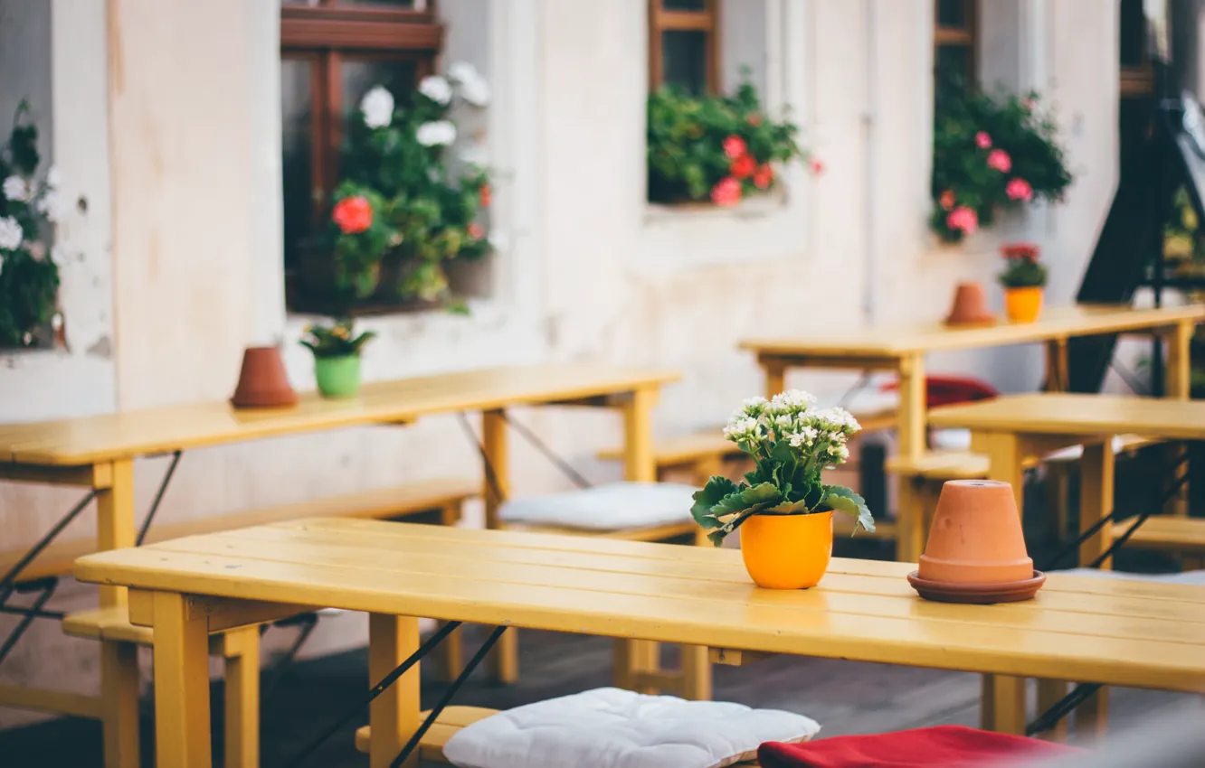 Фото обои flowers, coffee, cafe, jars, coffee shop