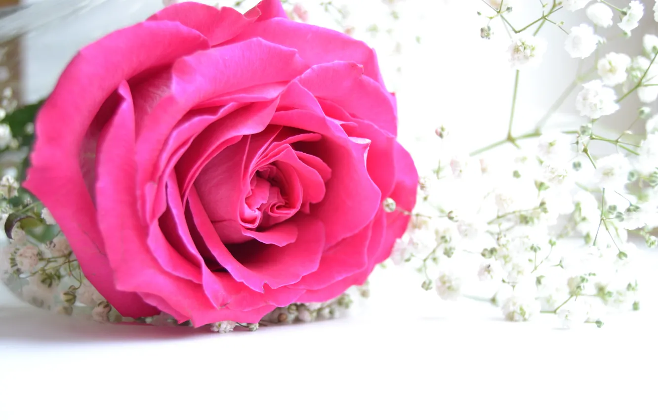 Фото обои цветы, розовый, нежность, роза