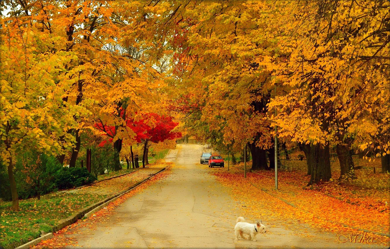 Фото обои Дорога, Осень, Собачка, Dog, Fall, Autumn, Colors, Road