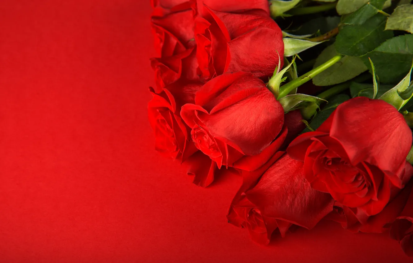 Фото обои цветы, букет, красный фон, Красные розы