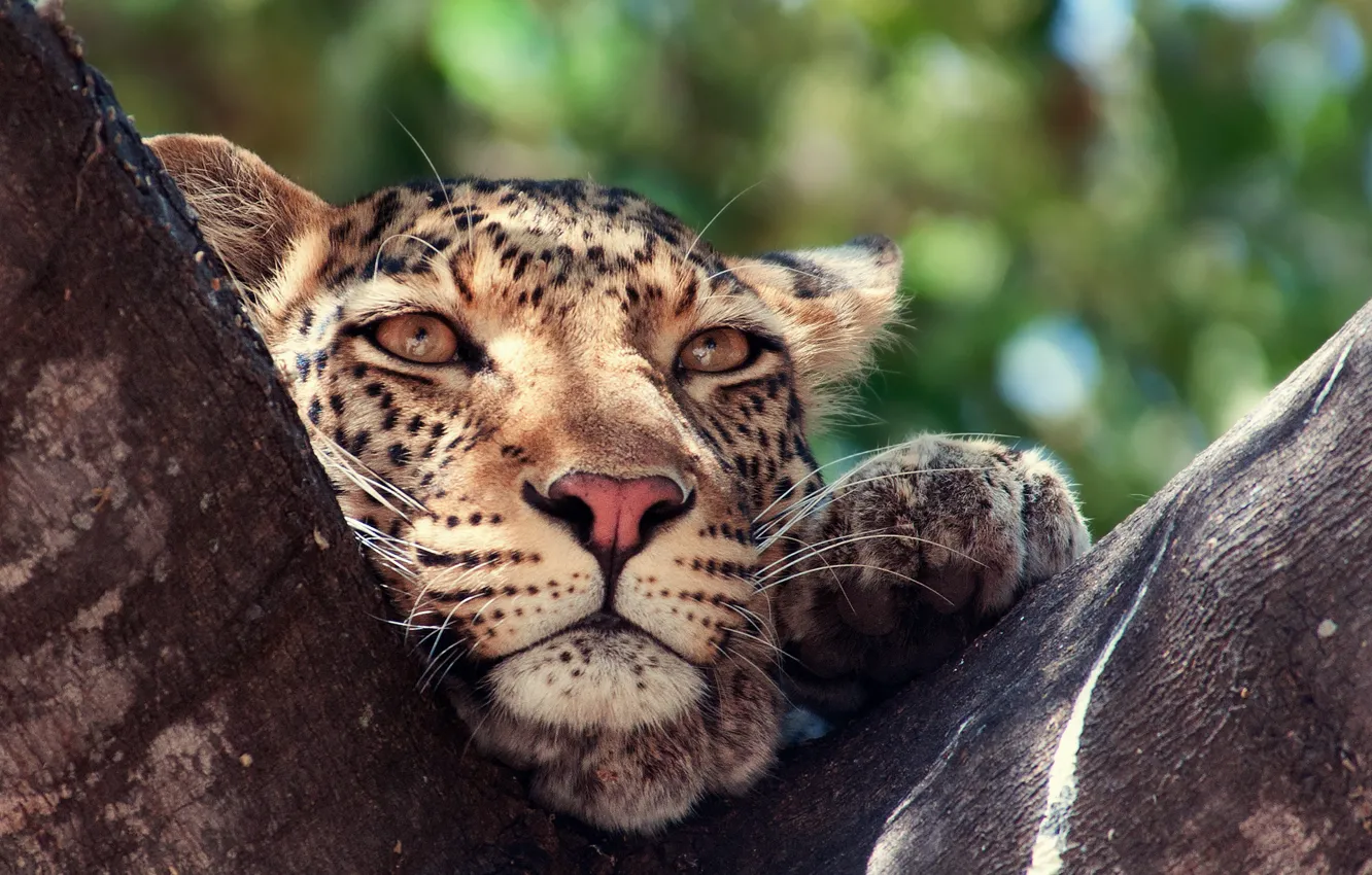 Фото обои глаза, дерево, животное, Леопард, хищник