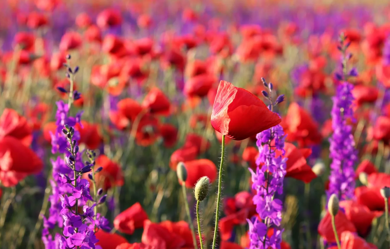 Фото обои лето, мак, красота, луг