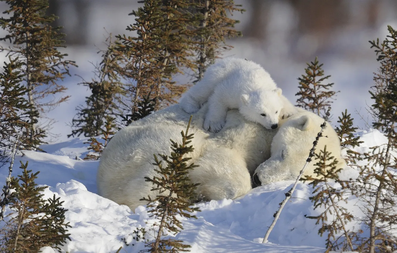 Фото обои малыш, медведи, спит, белые, детеныш, мама, медведица, медвеженок