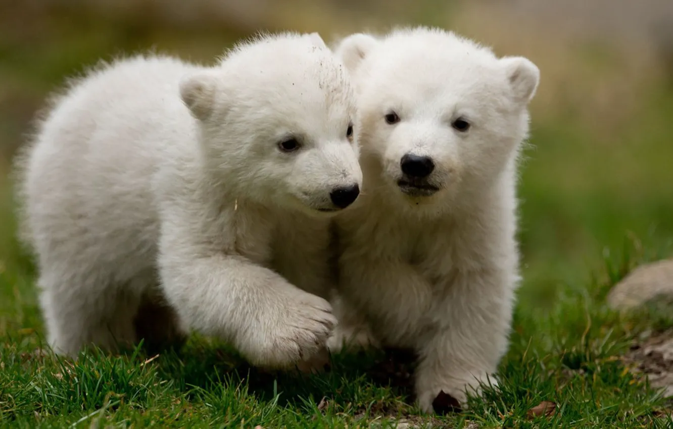 Фото обои white, animals, snow, polar bears, cubs