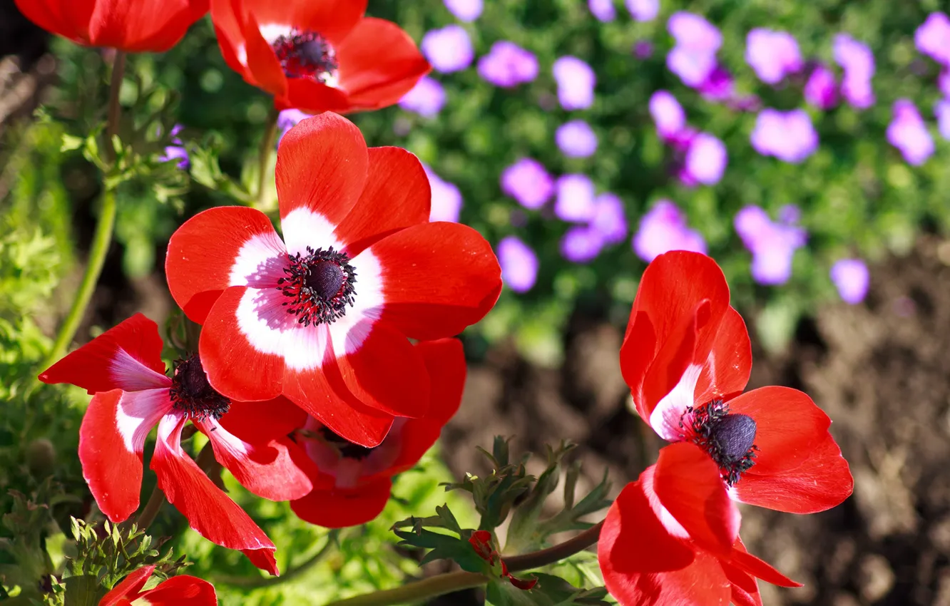 Фото обои Макро, Macro, Красные маки, Red flowers, Red poppy