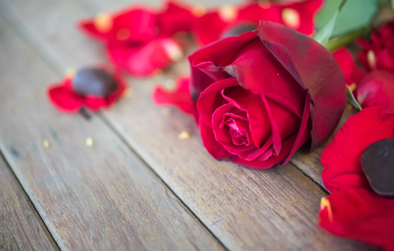Фото обои цветок, розы, лепестки, бутон, red, rose, красная роза, flower