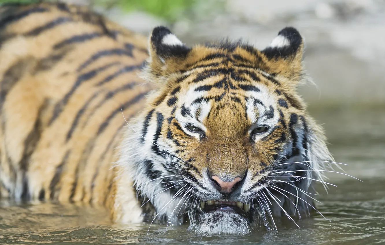 Фото обои кошка, морда, вода, тигр, купание, амурский, ©Tambako The Jaguar