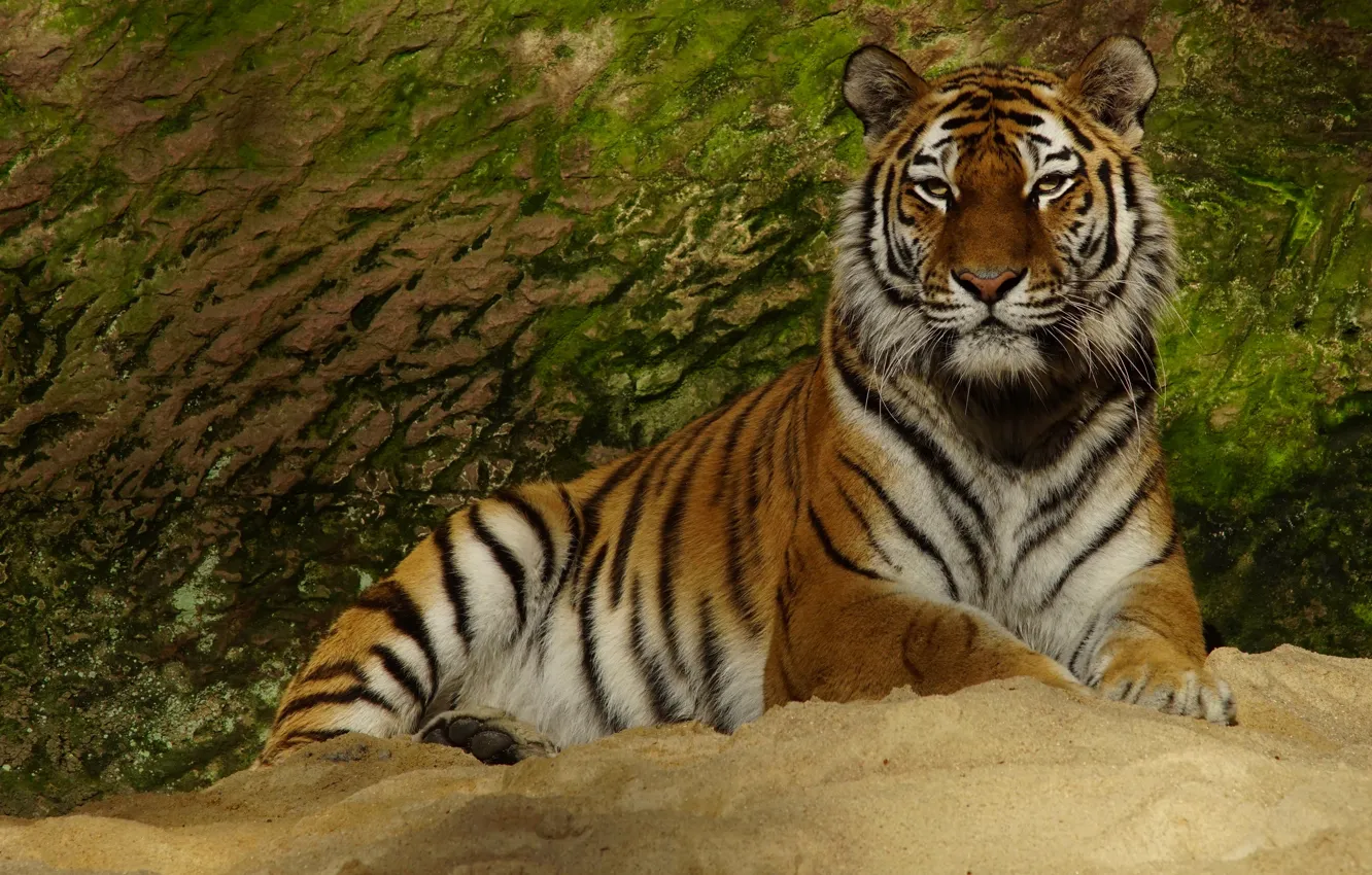 Фото обои взгляд, морда, тигр, поза, камень, лапы, лежит, дикая кошка