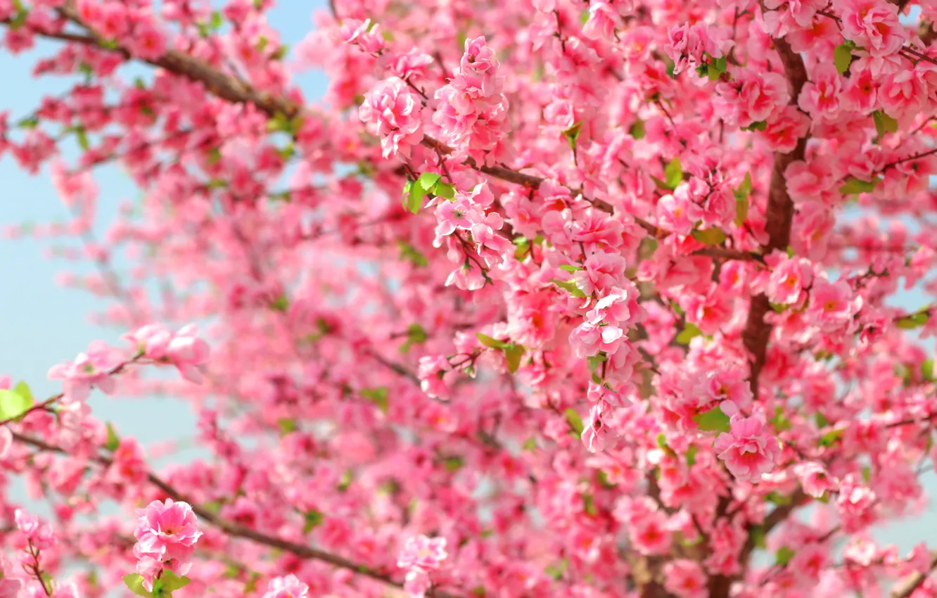 Фото обои небо, ветки, весна, сакура, цветение, pink, blossom, sakura