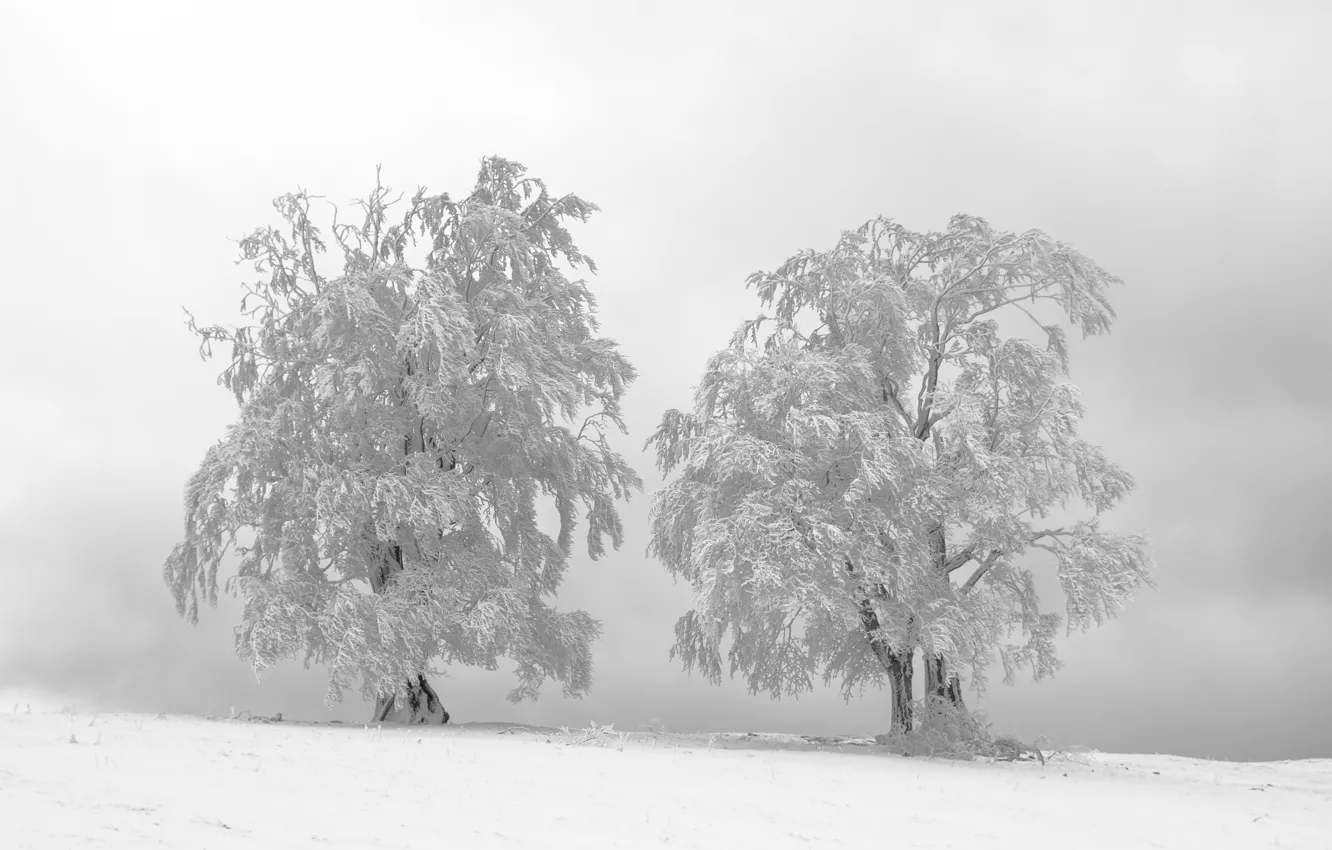 Фото обои холод, зима, иней, снег, деревья, природа, туман, ветви