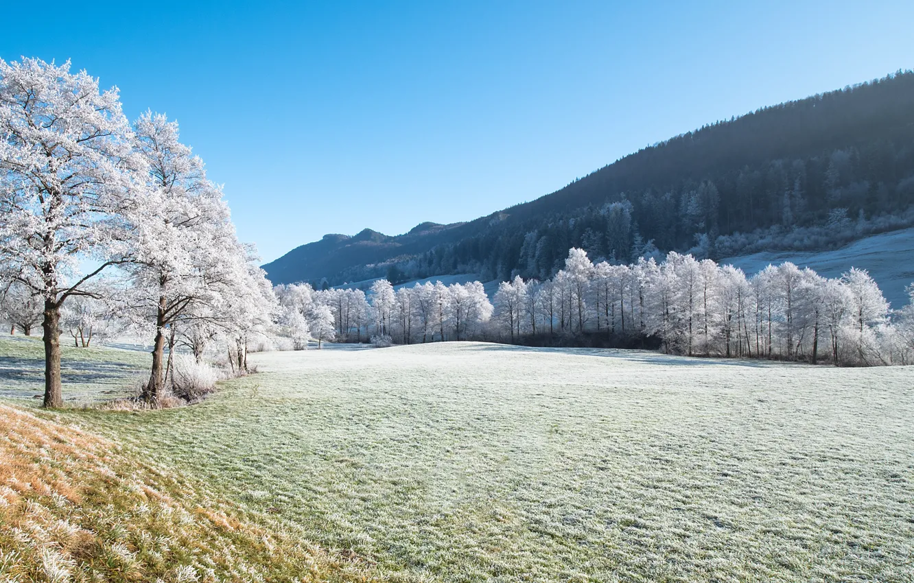 Фото обои зима, иней, поле, лес, трава, свет, снег, деревья