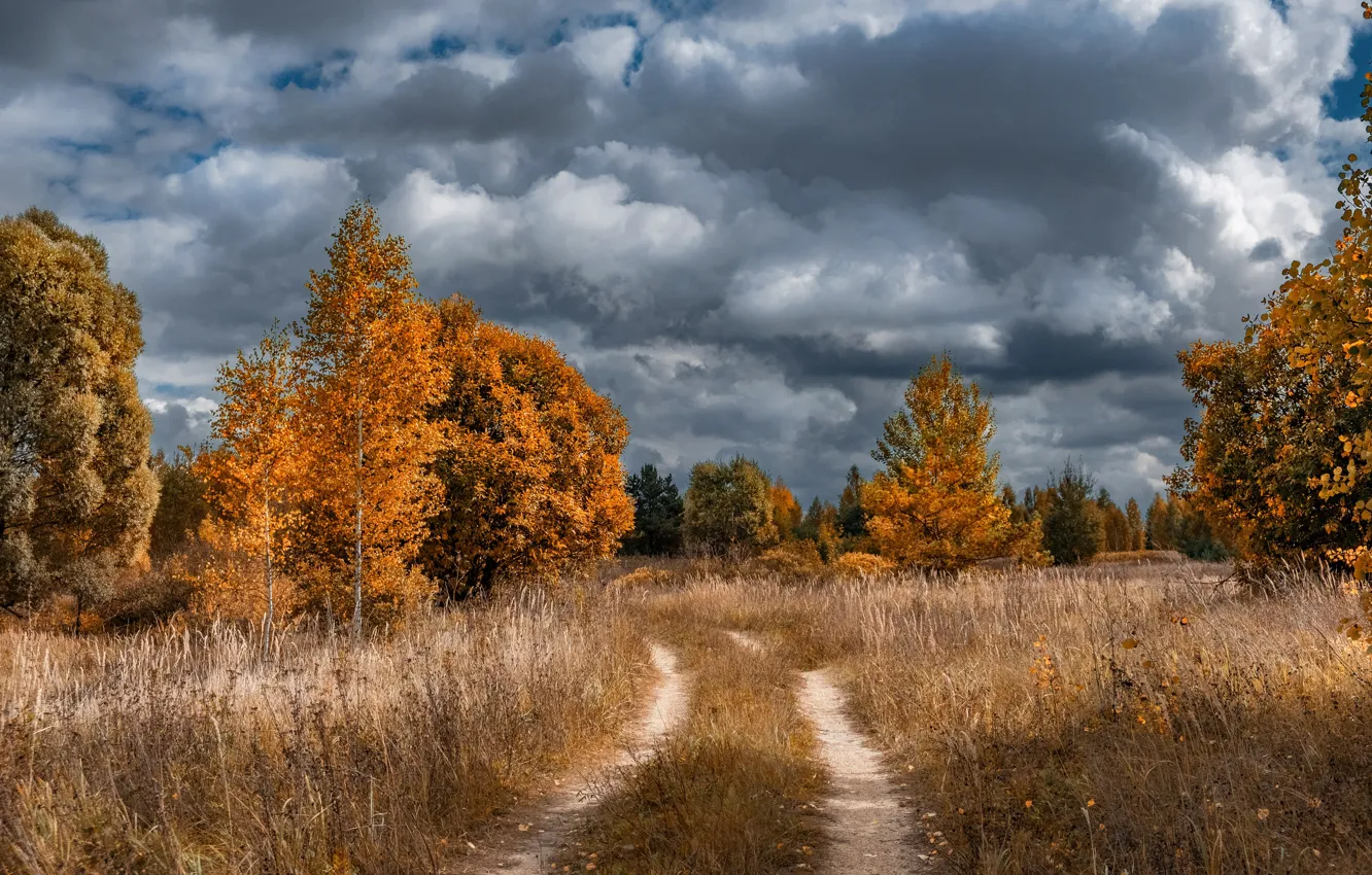 Фото обои дорога, поле, осень, лес, небо, облака, деревья, тучи