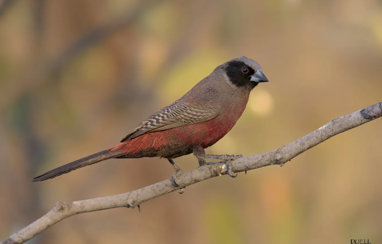 Фото обои веточка, фон, птица, DUELL ©