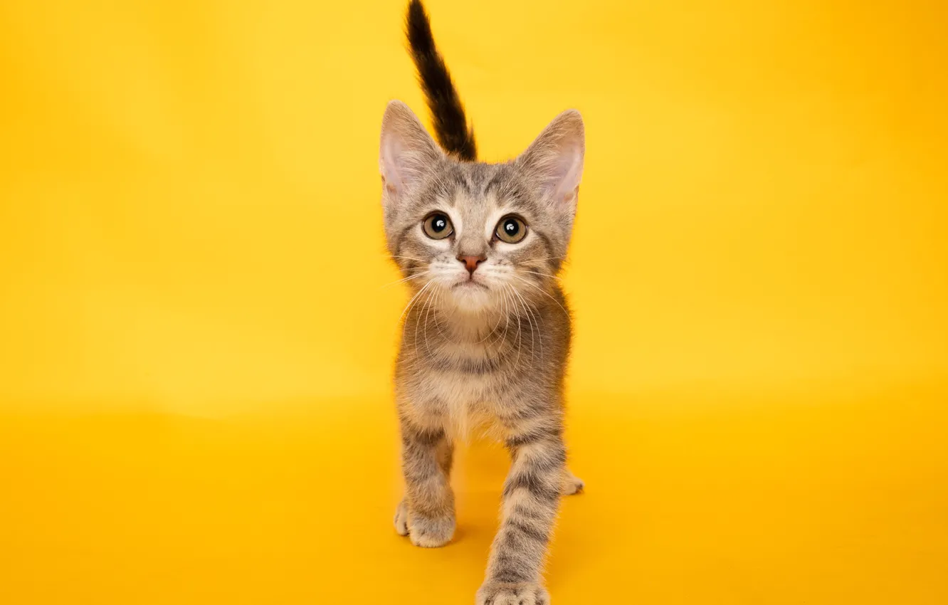 Фото обои Взгляд, Котенок, Kitten, Funny, Забавный, Домашние животные, Мордашка, Желтый фон