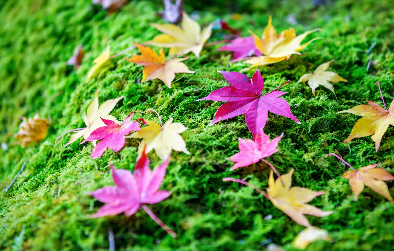 Фото обои осень, трава, листья, фон, colorful, grass, клен, autumn