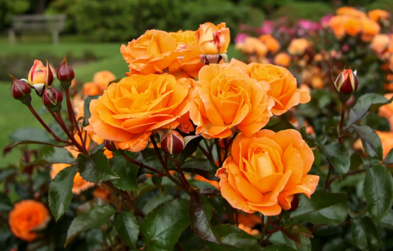 Фото обои оранжевый, куст, розы, бутоны