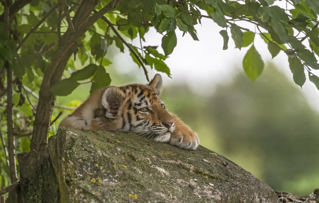 Фото обои тигр, дерево, камень, тигрёнок