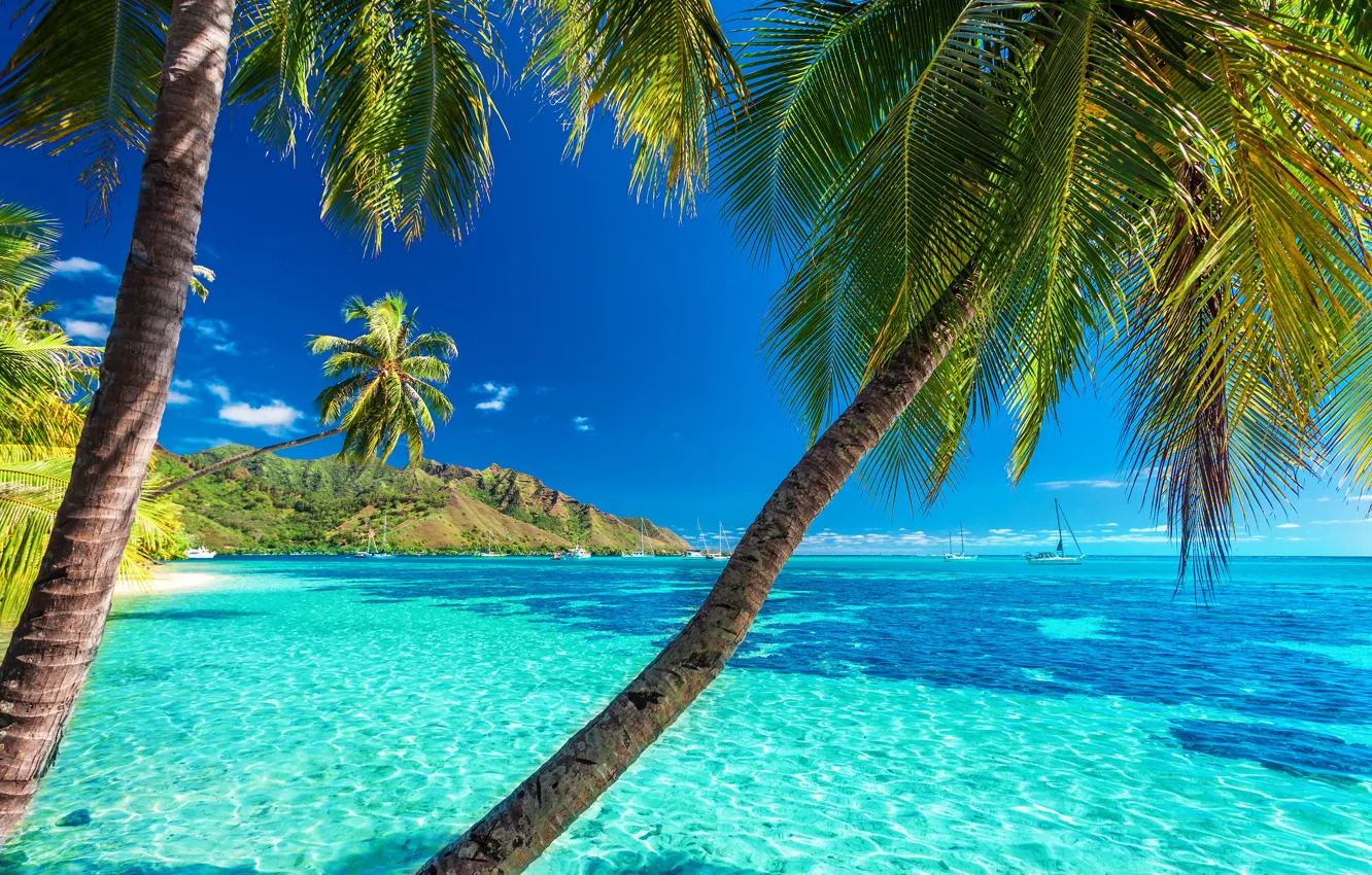 Фото обои море, пляж, солнце, пальмы, берег, summer, beach, sea