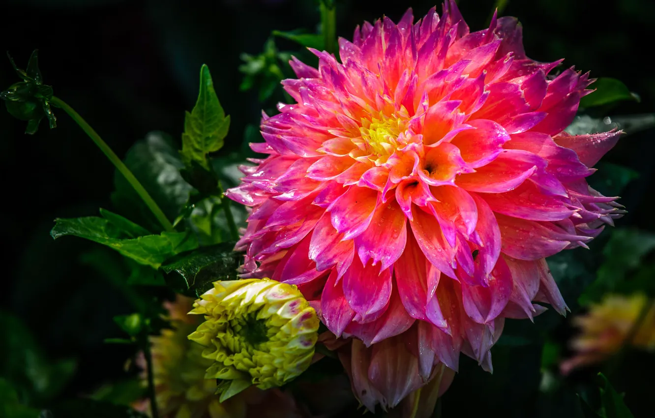 Фото обои цветок, капли, макро, розовая, георгина