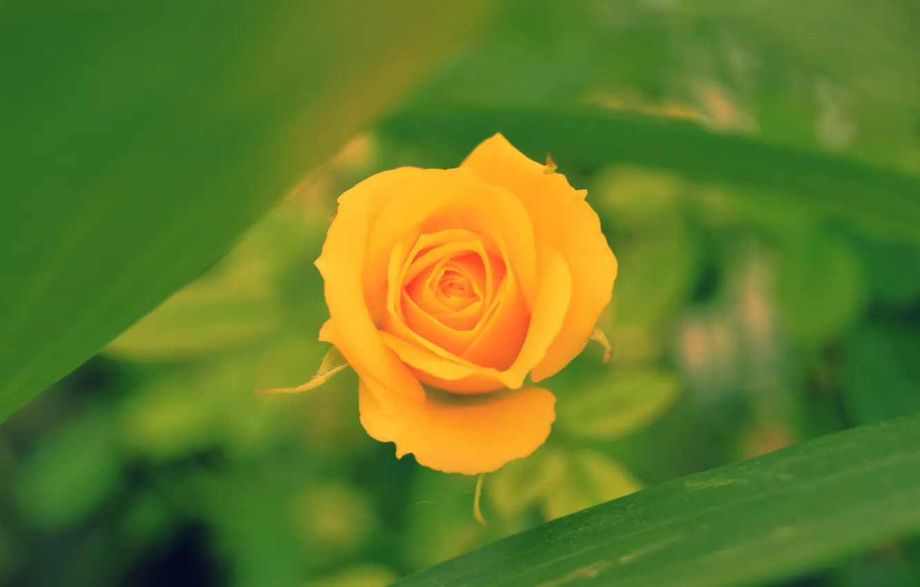 Фото обои макро, роза, бутон, боке, жёлтая роза