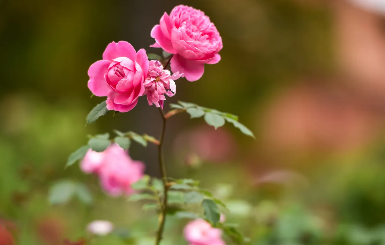 Фото обои цветок, лепестки, розовые