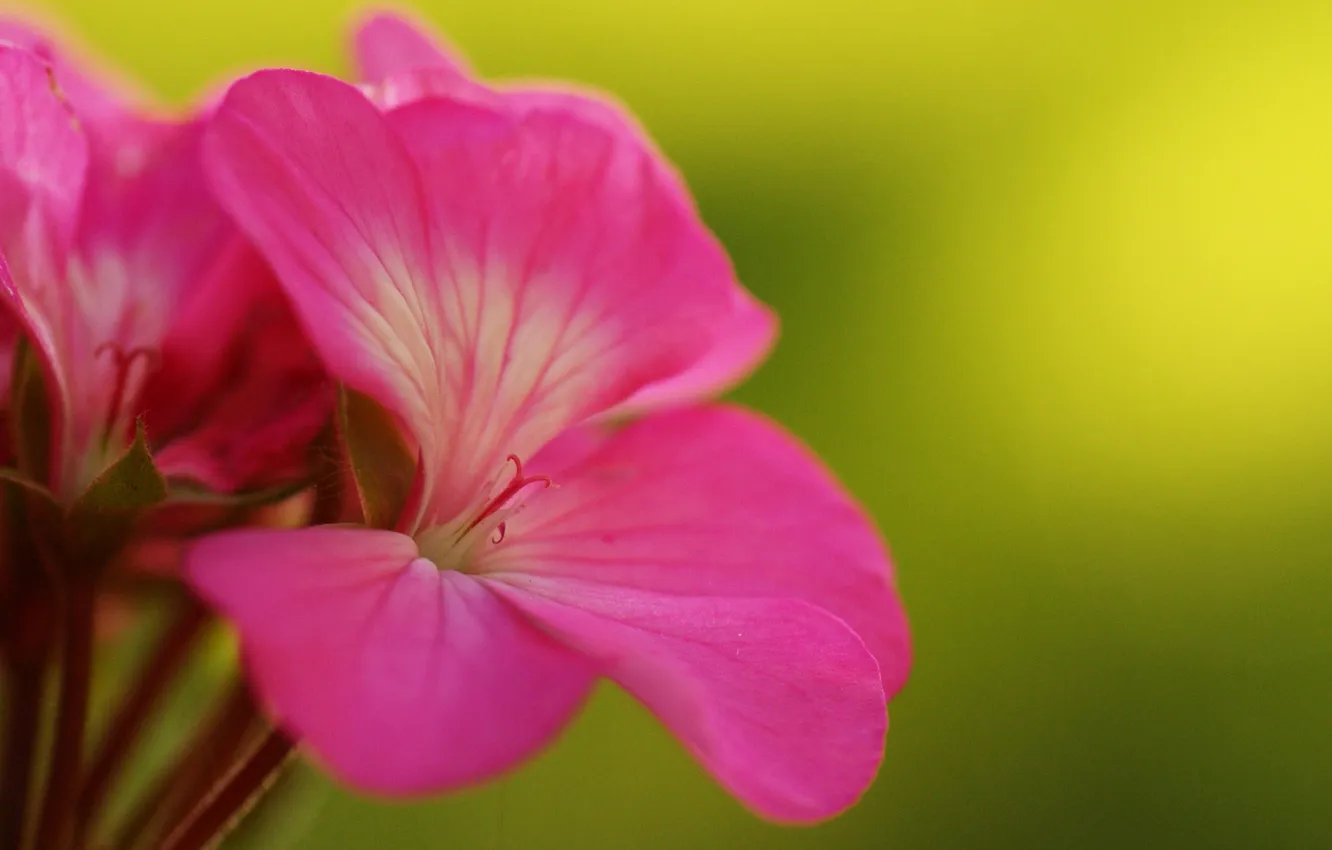 Фото обои розовая, цветки, герань, соцветие