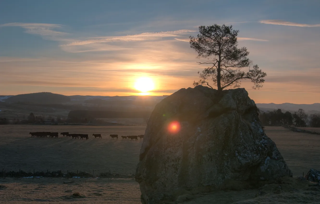 Фото обои солнце, скала, дерево, рассвет, утро, коровы, пастбище, луг