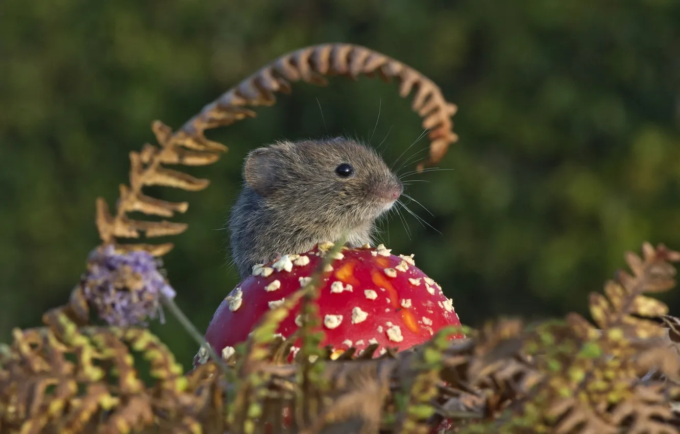 Фото обои гриб, мышь, мухомор, мышонок