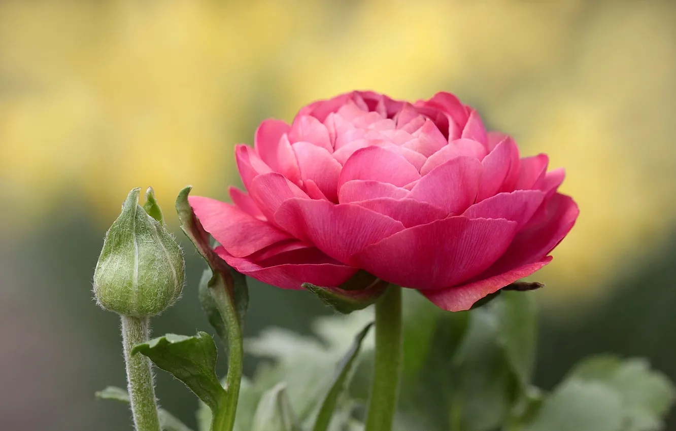 Фото обои цветок, розовый, лепестки, стебель, бутон, ranunculus, лютик