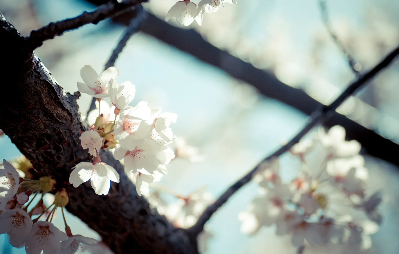 Фото обои цветы, дерево, весна, цветение, фруктовое