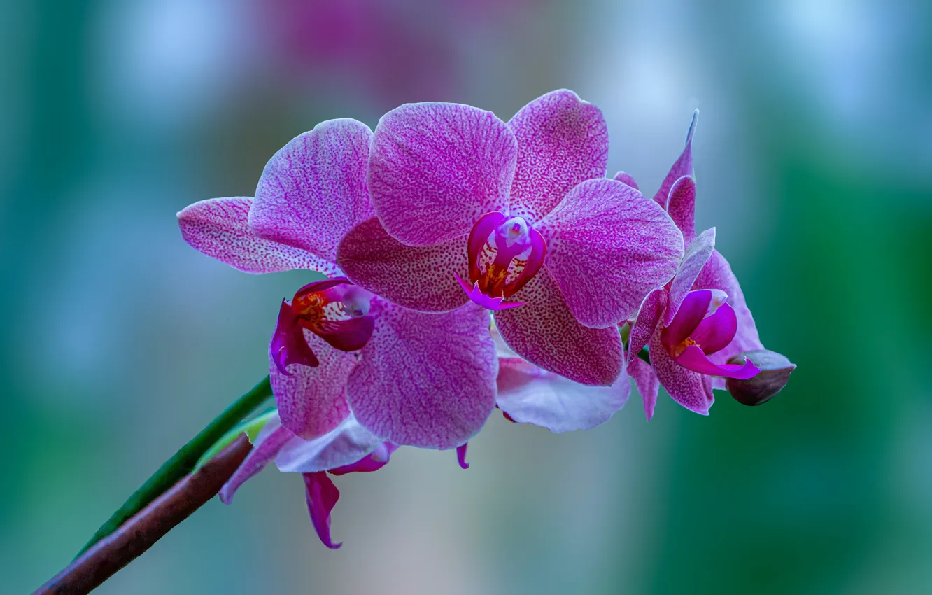Фото обои макро, фон, ветка, Орхидея, Фаленопсис