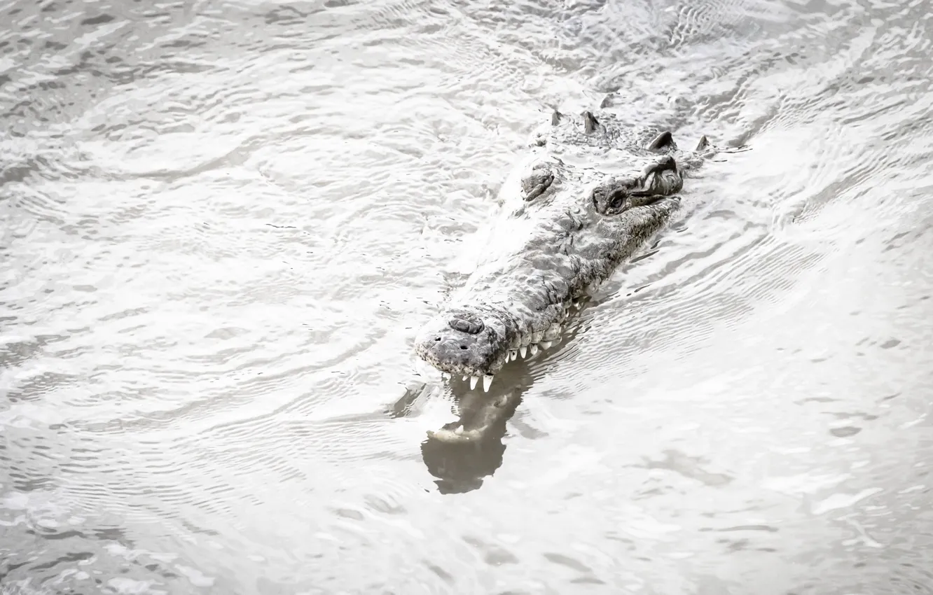 Фото обои природа, река, крокодил