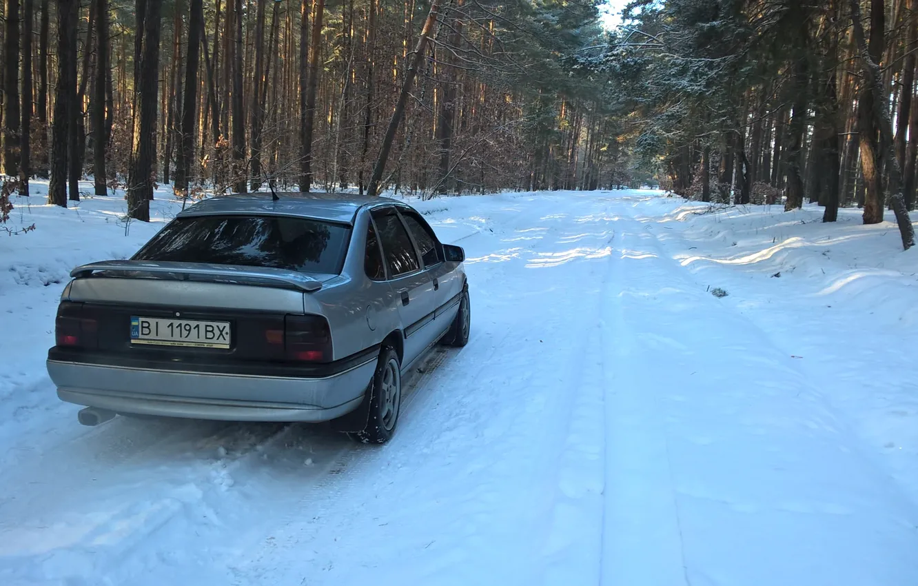 Фото обои зима, лес, деревья, Opel, vectraa, Vectra